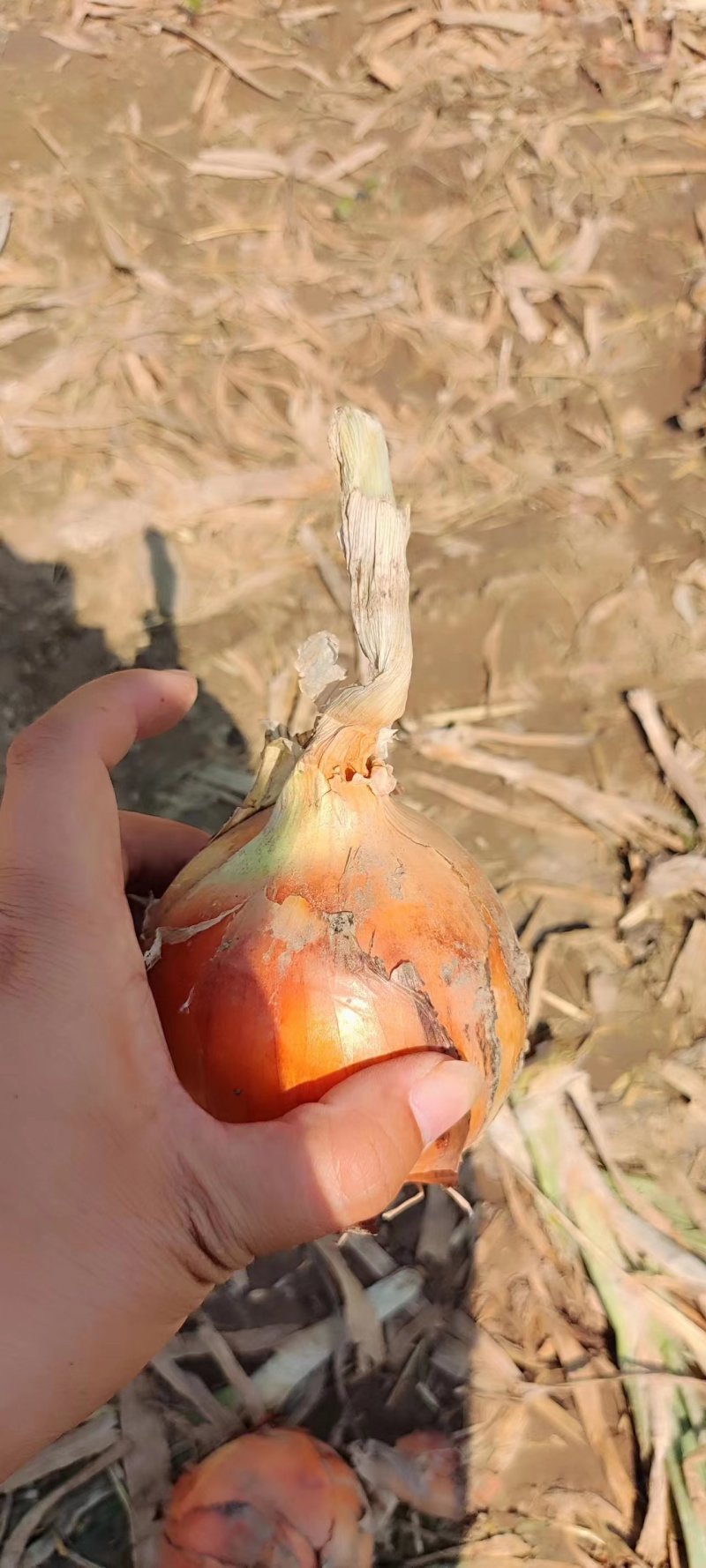 山东洋葱菏泽黄皮洋葱产地发货一手货源欢迎来电订购