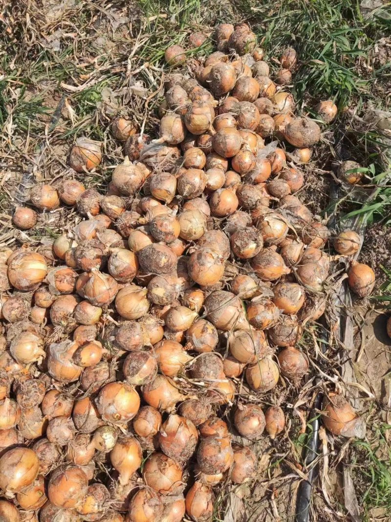 山东洋葱菏泽黄皮洋葱产地发货一手货源欢迎来电订购