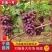 【葡萄】巨盛一号葡萄新品上市口感超甜供应全国市场电商