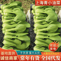 上海青（小油菜）曹县原产地直发，一手货源，量大从优，油菜