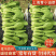 上海青（小油菜）曹县原产地直发，一手货源，量大从优，油菜