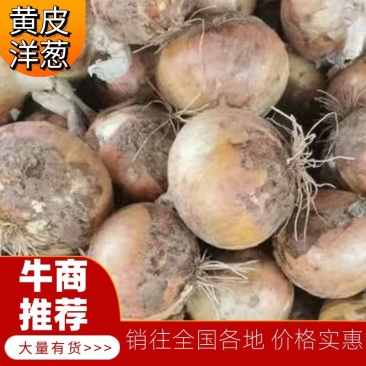 山东洋葱菏泽黄皮洋葱产地发货一手货源欢迎来电订购