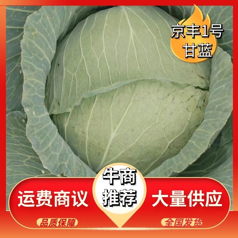 山东甘蓝菏泽京丰1号甘蓝产地发货现货现采欢迎来电