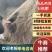 山东滨州精品发酵鸡粪肥，厂家直供，量大从优，保质保量