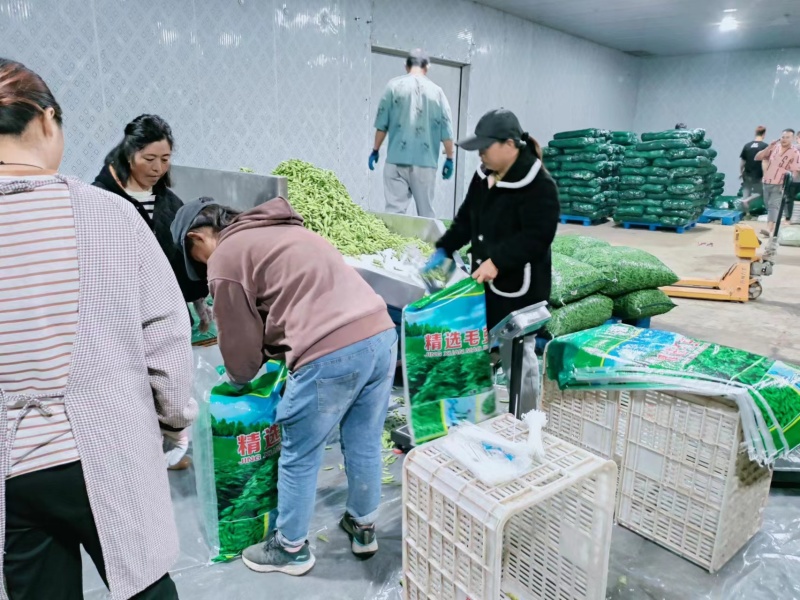 江苏毛豆量大从优以质量求生存欢迎咨询选购！