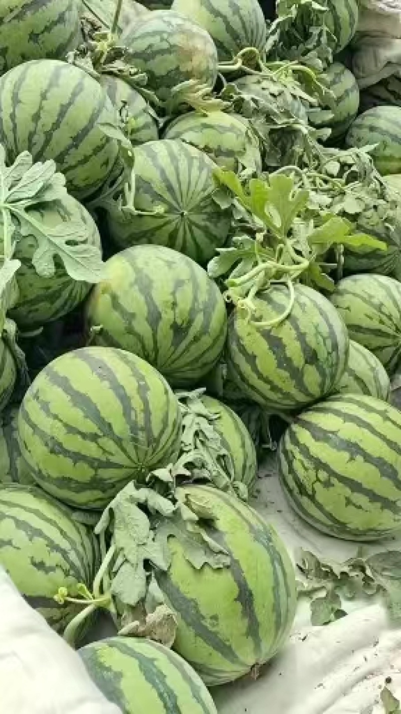 冰糖麒麟西瓜/麒麟西瓜/8424西瓜质量上乘！量大从优