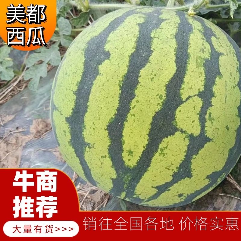 精品陆地头茬美都西瓜货源充足量大从优欢迎咨询