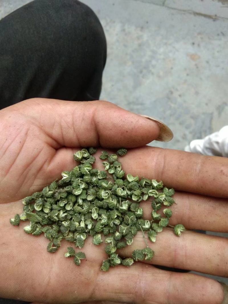 云南昭通本地花椒万亩基地一手货源视频看货价格详谈