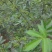 云南昭通本地花椒万亩基地一手货源视频看货价格详谈
