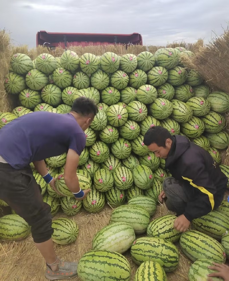 【精品推荐】金城五号西瓜一手货源皮薄瓜甜欢迎来电！