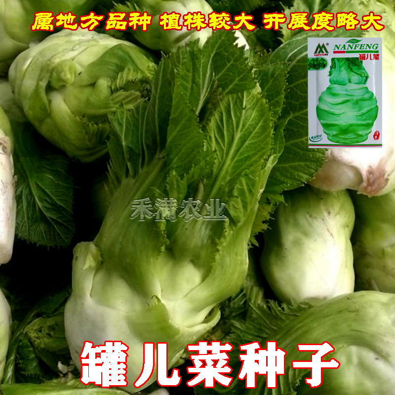正宗四川灌儿菜种子大头菜种子春秋季四季腌制佳品农家菜园蔬