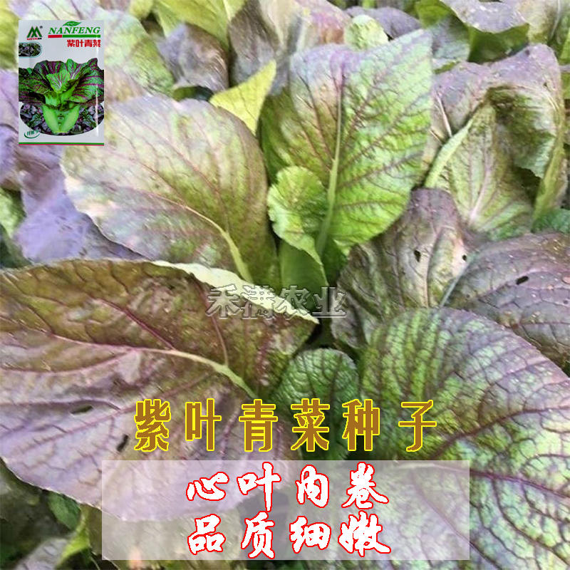 紫红青菜种籽紫叶青菜芥菜宽叶宽帮青菜腌制酸菜春秋冬蔬菜种
