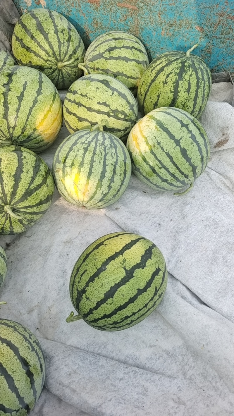 京欣西瓜头茬瓜，包熟包甜，质优价廉欢迎咨询
