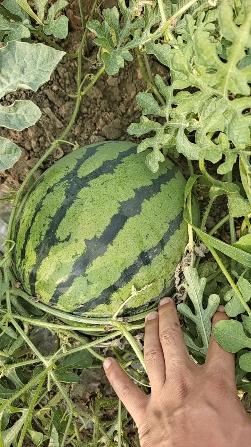 京欣西瓜头茬瓜，包熟包甜，质优价廉欢迎咨询