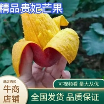 云南贵妃芒果大量上市品质保证一手货源量大从优