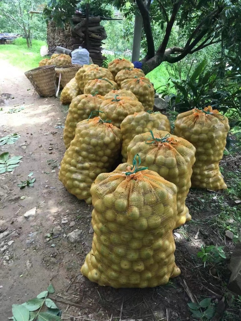 四川凉山青皮核桃农家种植剥壳带壳都有量大从优欢迎咨询