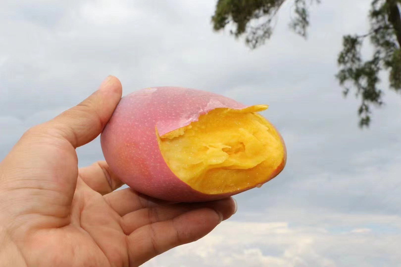 贵妃芒的起源与命名