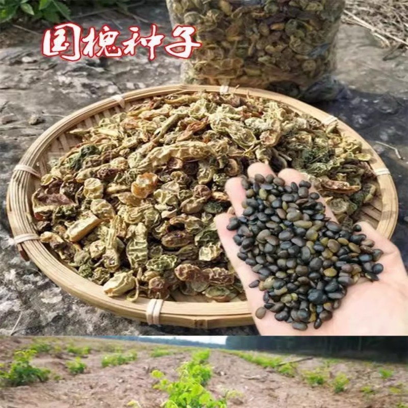 速生国槐种子工程绿化林木种子