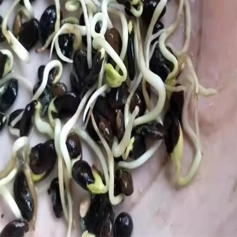 速生国槐种子工程绿化林木种子