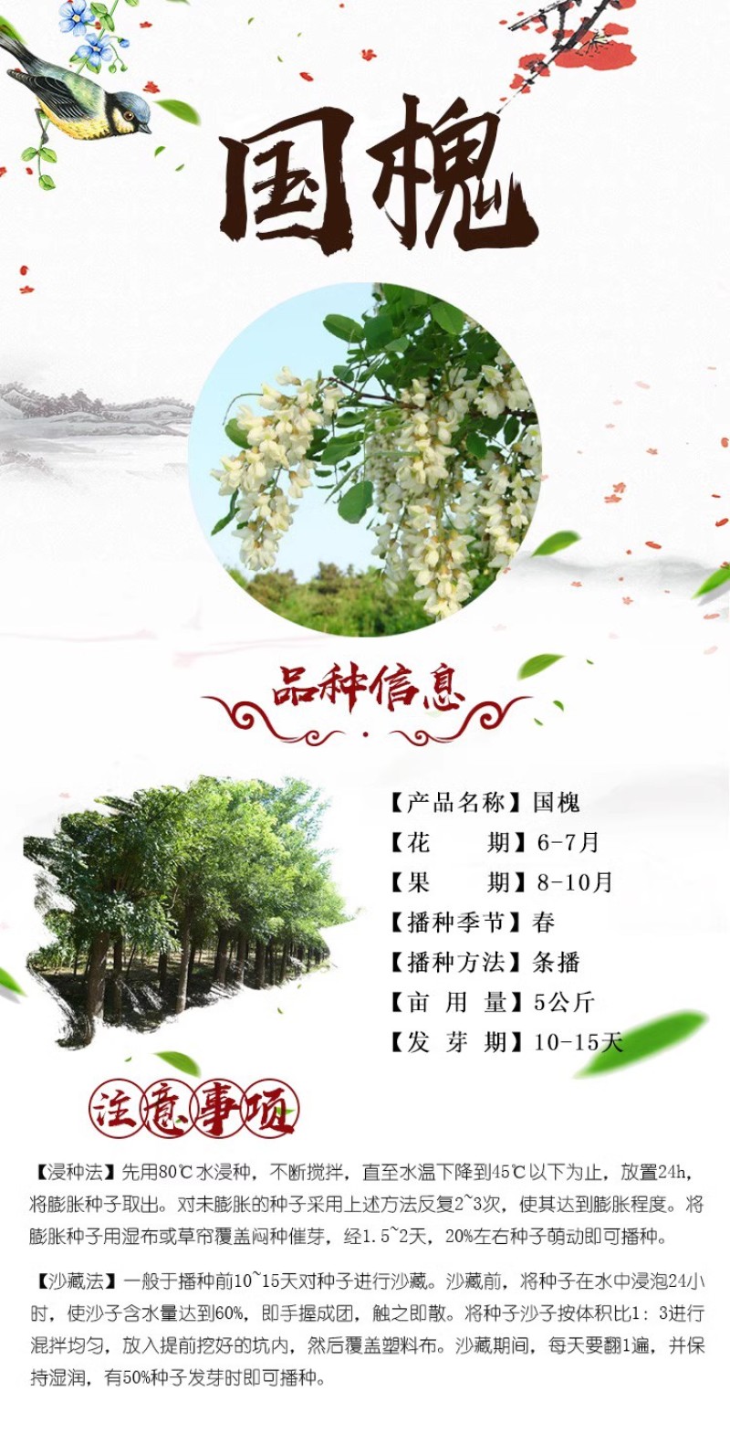 速生国槐种子工程绿化林木种子