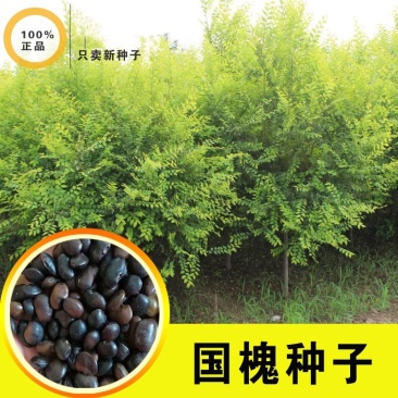 速生国槐种子工程绿化林木种子