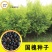 速生国槐种子工程绿化林木种子