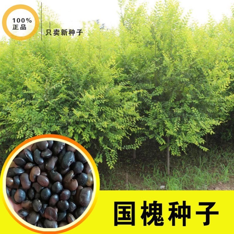 速生国槐种子工程绿化林木种子