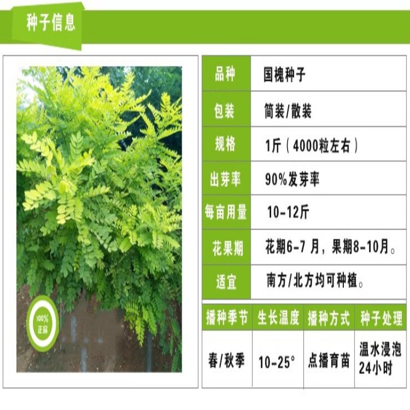 速生国槐种子工程绿化林木种子