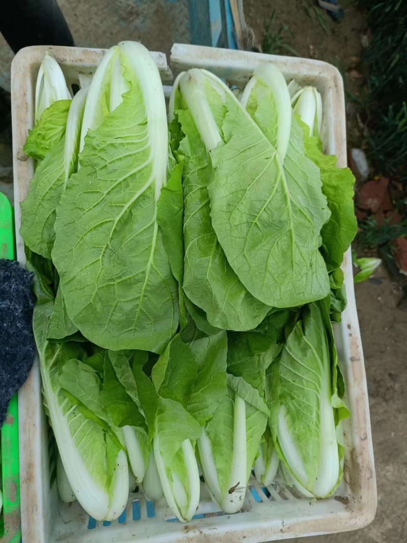 油菜安徽上海青专业打包打冷一条龙量大从优欢迎咨询