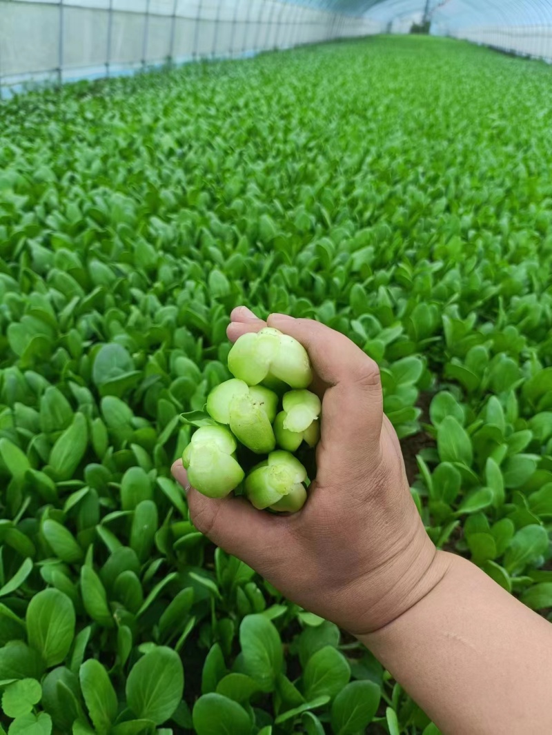 食品厂上海青，安徽油菜快菜，现大量上市，欢迎食品厂