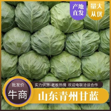 青州甘蓝包菜中甘甘蓝产地直发大量上市诚信经营电联