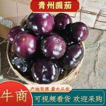 青州园茄紫圆茄大量上市。实力代收小范竭诚为您服务