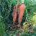红禧518红萝卜种子耐热三红芽率高脱水贸易加工菜