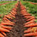 红禧518红萝卜种子耐热三红芽率高脱水贸易加工菜