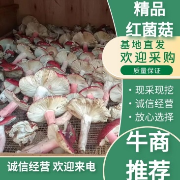特级云南西双版纳红菇【大红菌】颜色新鲜形状好看