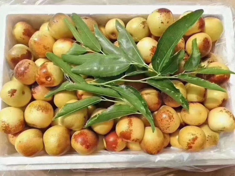 【冬枣】大荔冬枣脆甜回味品质看得见欢迎考察选购！