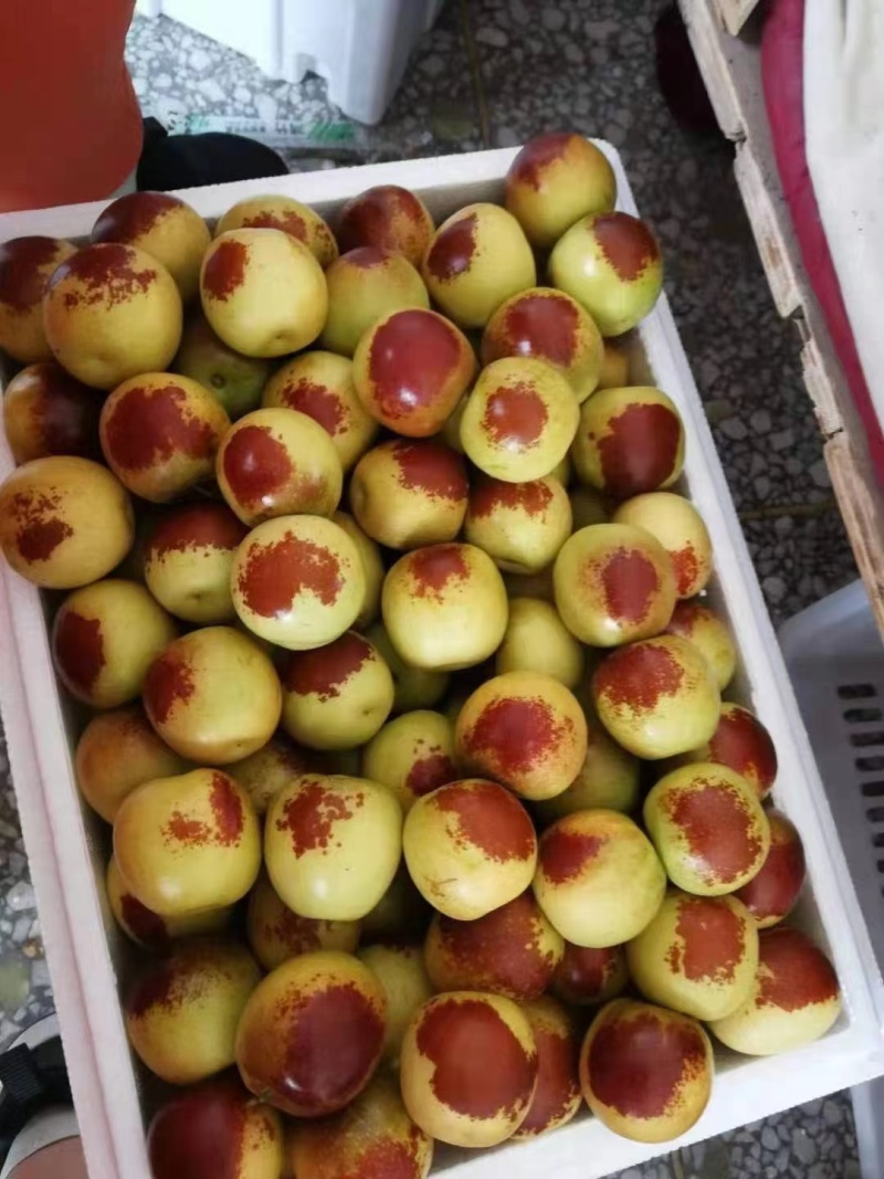 【冬枣】大荔冬枣脆甜回味品质看得见欢迎考察选购！