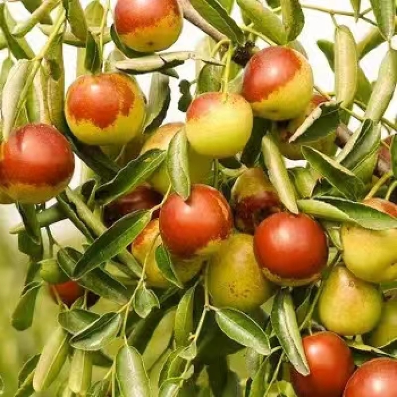 【冬枣】大荔冬枣脆甜回味品质看得见欢迎考察选购！