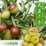 【冬枣】大荔冬枣脆甜回味品质看得见欢迎考察选购！