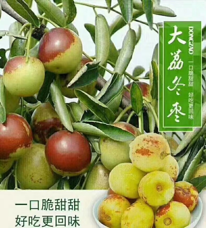 【冬枣】大荔冬枣脆甜回味品质看得见欢迎考察选购！