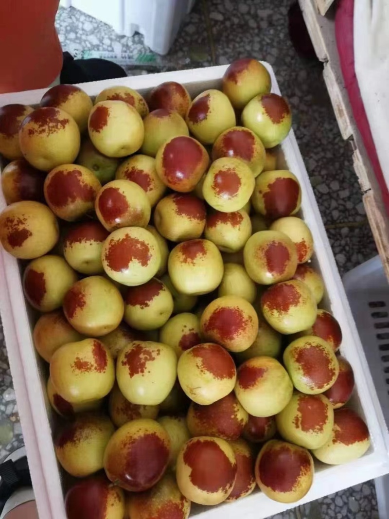 【冬枣】大荔冬枣脆甜回味品质看得见欢迎考察选购！