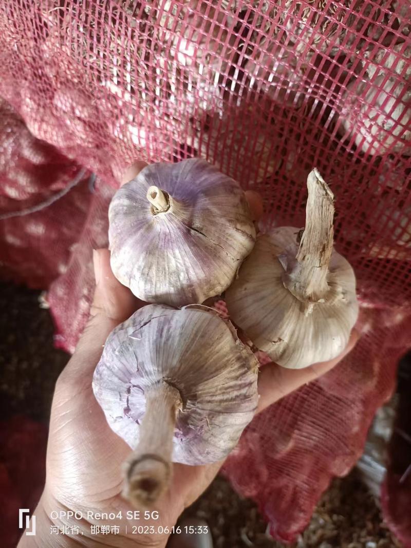 【精品】紫皮蒜，产地一件代发，来电咨询更优惠