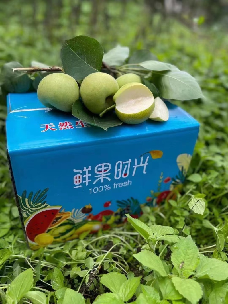 丁香梨，太阳雪梨，脆甜多汁，对接全国市场，欢迎来电！
