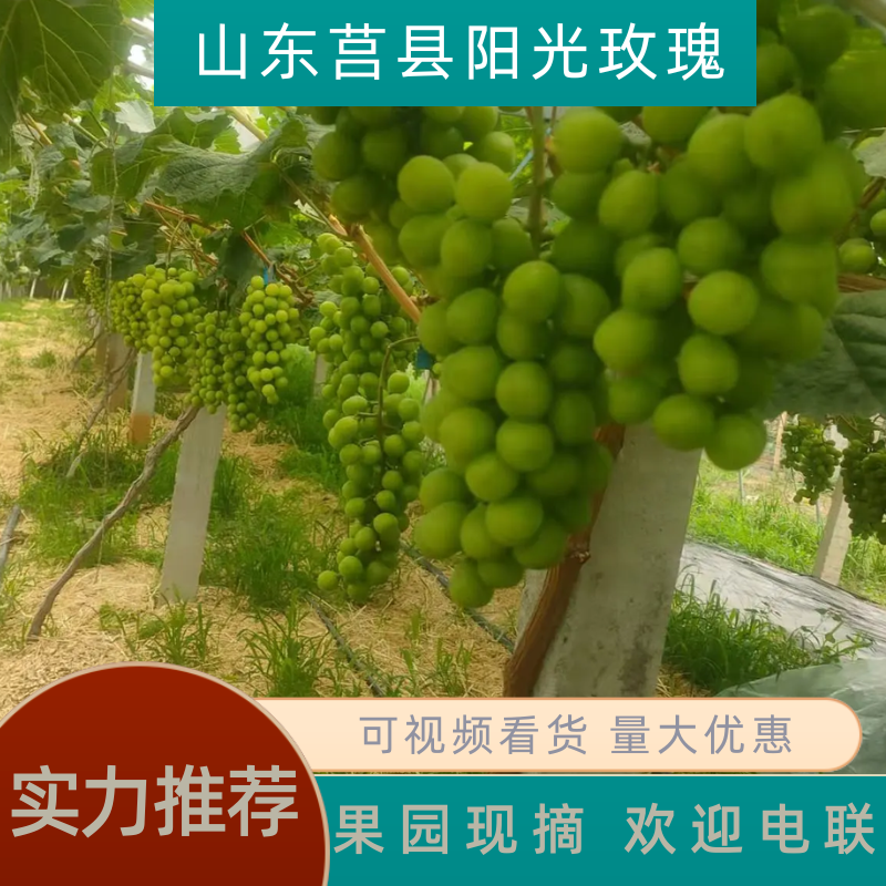 山东精品阳光玫瑰大量上市视频看货品质保障欢迎联系