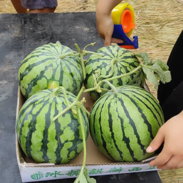 【无籽美都】一手货源产地直发头茬瓜质量保证对接商超市场