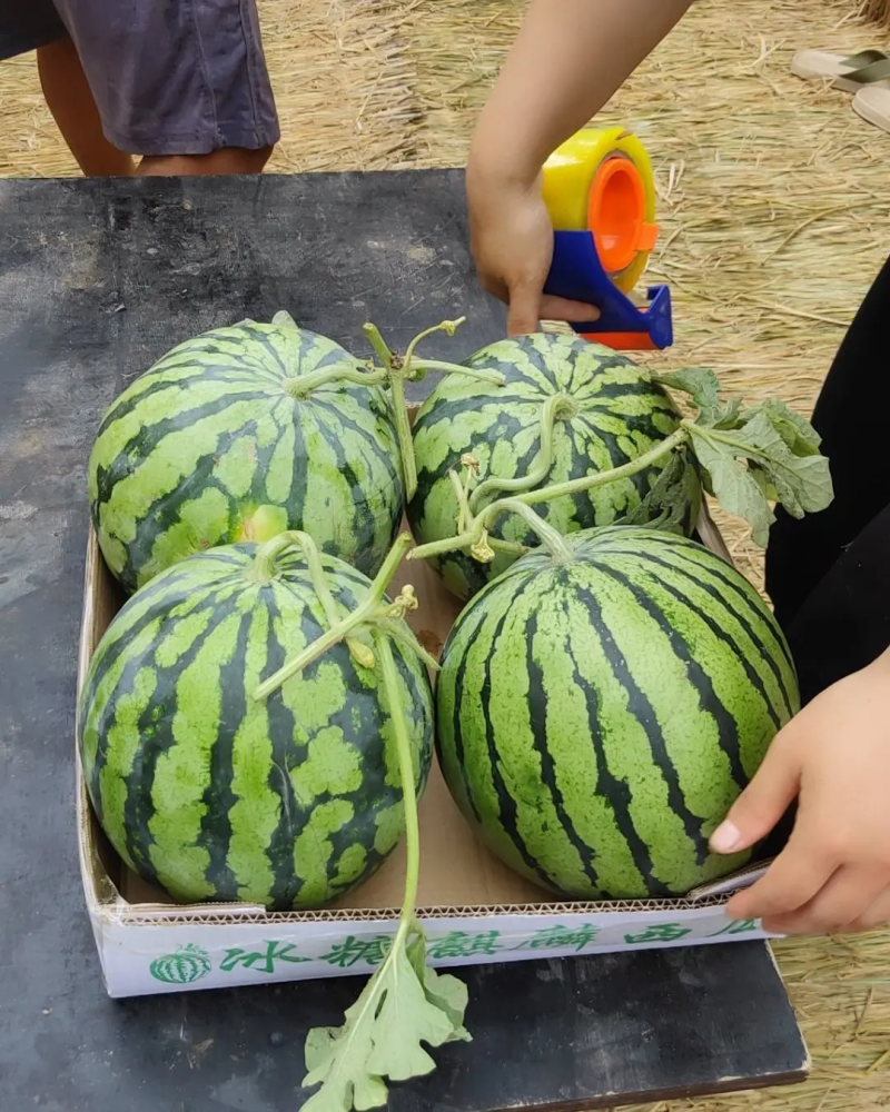 【无籽美都】一手货源产地直发头茬瓜质量保证对接商超市场