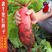 大红袍萝卜种子红皮白心水果满身红萝卜种籽蔬菜种子