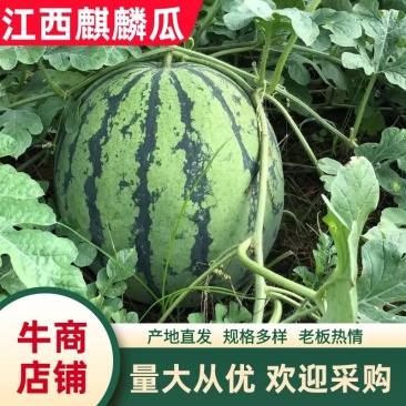 江西麒麟西瓜基地露天美都，黄土地种植口感非常好，物美价廉
