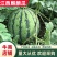 江西麒麟西瓜基地露天美都，黄土地种植口感非常好，物美价廉