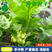 榨菜种子儿菜榨菜叶用茎用芥菜种子疙瘩菜耐抽薹新鲜蔬菜种子